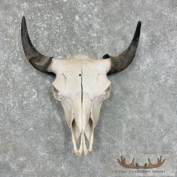 American Buffalo/Bison Skull Taxidermy Mount For Sale