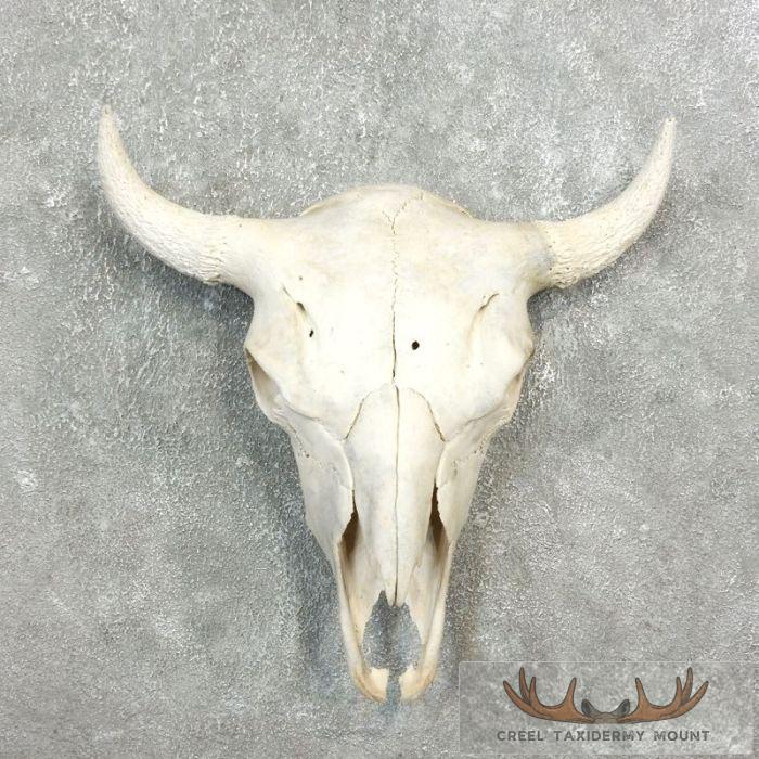American Buffalo/Bison Skull Taxidermy Mount For Sale