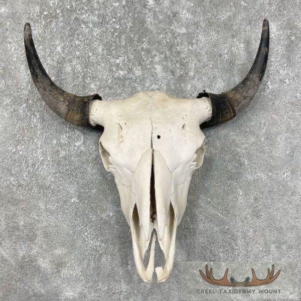 American Buffalo/Bison Skull Taxidermy Mount For Sale