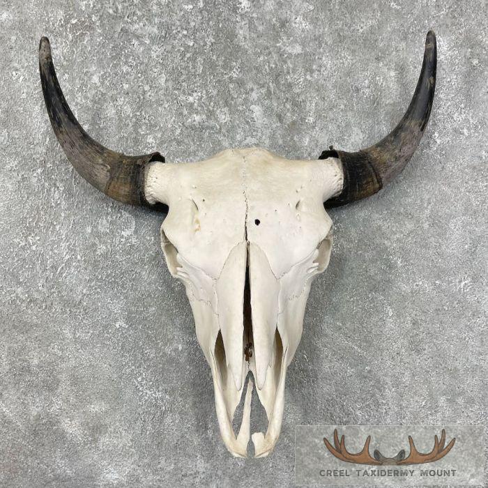 American Buffalo/Bison Skull Taxidermy Mount For Sale