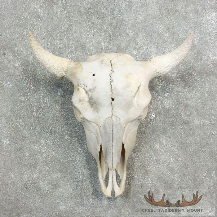 American Buffalo/Bison Skull Taxidermy Mount For Sale