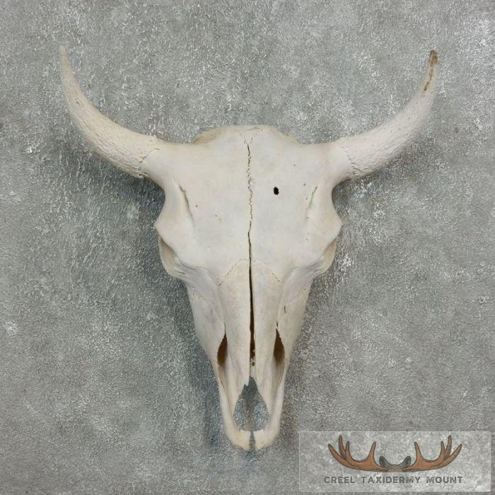 American Buffalo/Bison Skull Taxidermy Mount For Sale