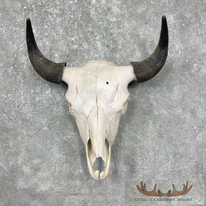 American Buffalo/Bison Skull Taxidermy Mount For Sale