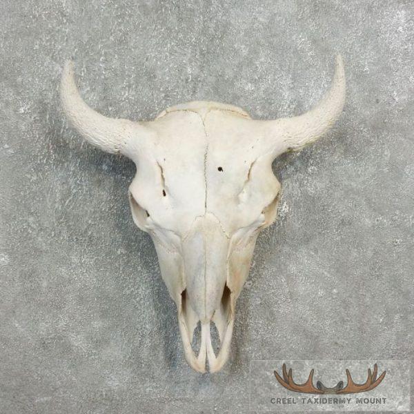 American Buffalo/Bison Skull Taxidermy Mount For Sale