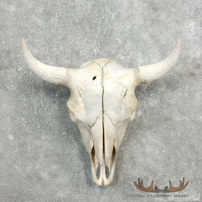 American Buffalo/Bison Skull Taxidermy Mount For Sale