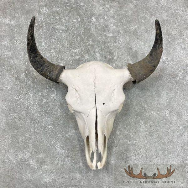 American Buffalo/Bison Skull Taxidermy Mount For Sale