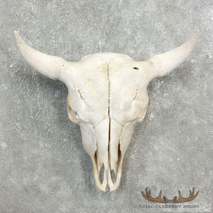 American Buffalo/Bison Skull Taxidermy Mount For Sale