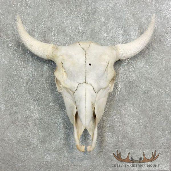 American Buffalo/Bison Skull Taxidermy Mount For Sale