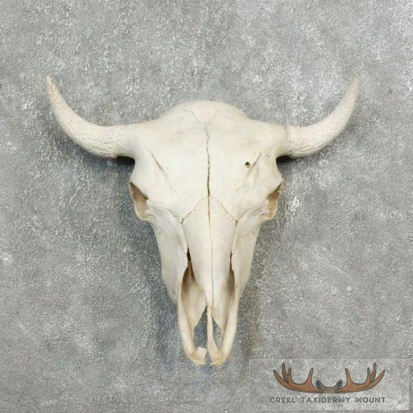 American Buffalo/Bison Skull Taxidermy Mount For Sale