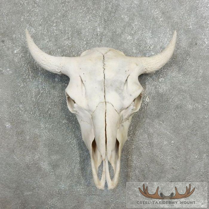 American Buffalo/Bison Skull Taxidermy Mount For Sale