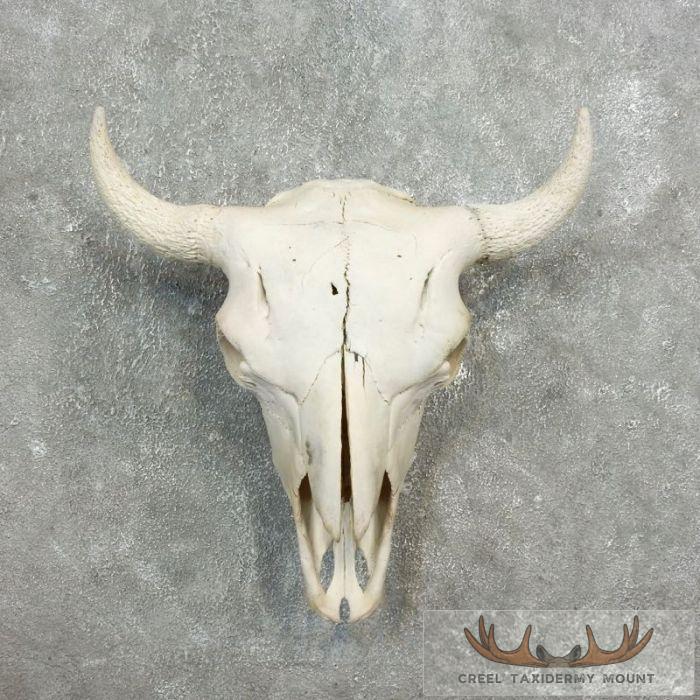 American Buffalo/Bison Skull Taxidermy Mount For Sale