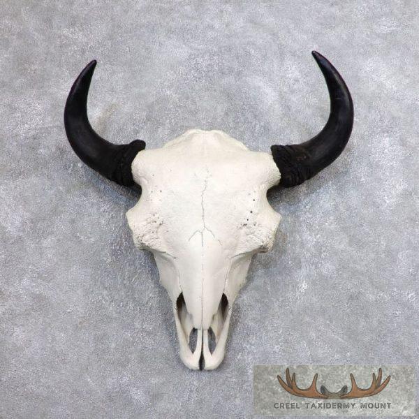 American Buffalo/Bison Skull Taxidermy Mount For Sale