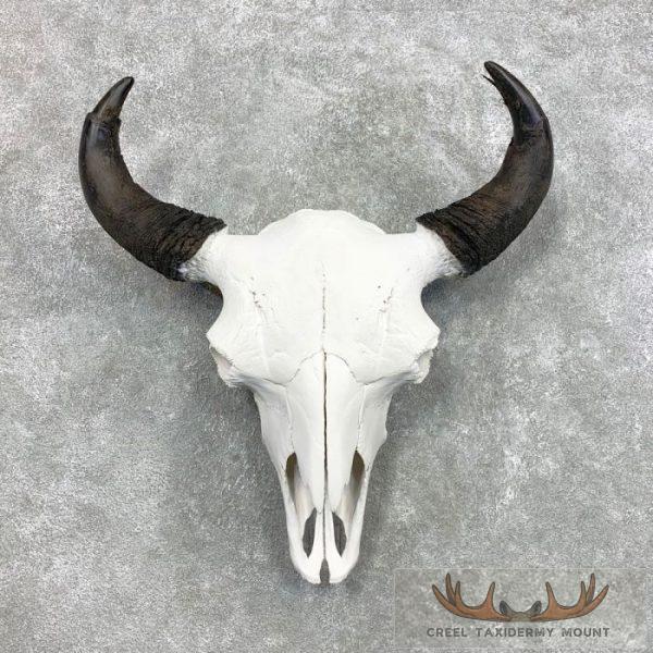 American Buffalo/Bison Skull Taxidermy Mount For Sale