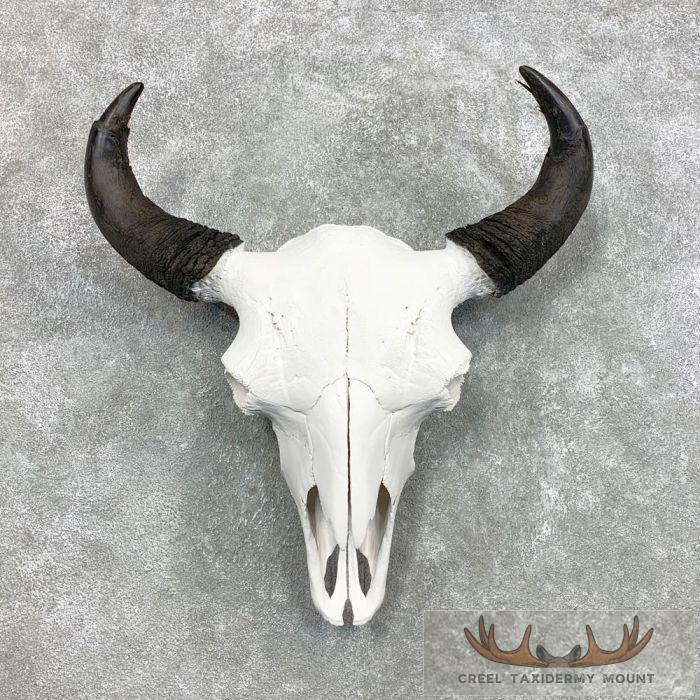 American Buffalo/Bison Skull Taxidermy Mount For Sale