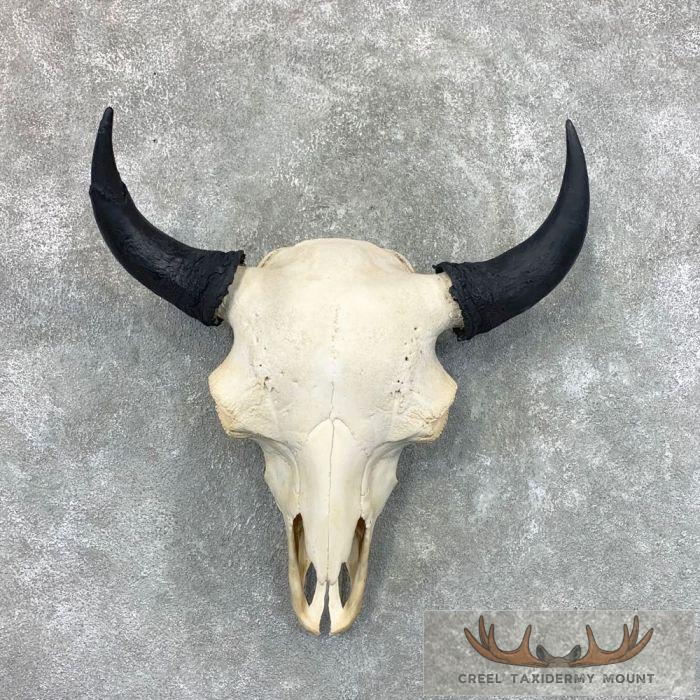 American Buffalo/Bison Skull Taxidermy Mount For Sale