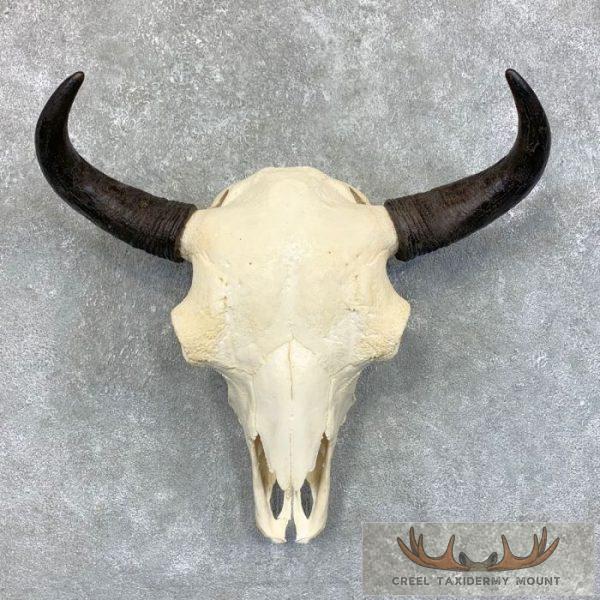 American Buffalo/Bison Skull Taxidermy Mount For Sale