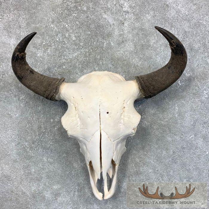 American Buffalo/Bison Skull Taxidermy Mount For Sale