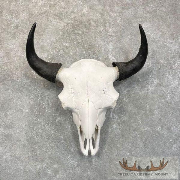 American Buffalo/Bison Skull Taxidermy Mount For Sale