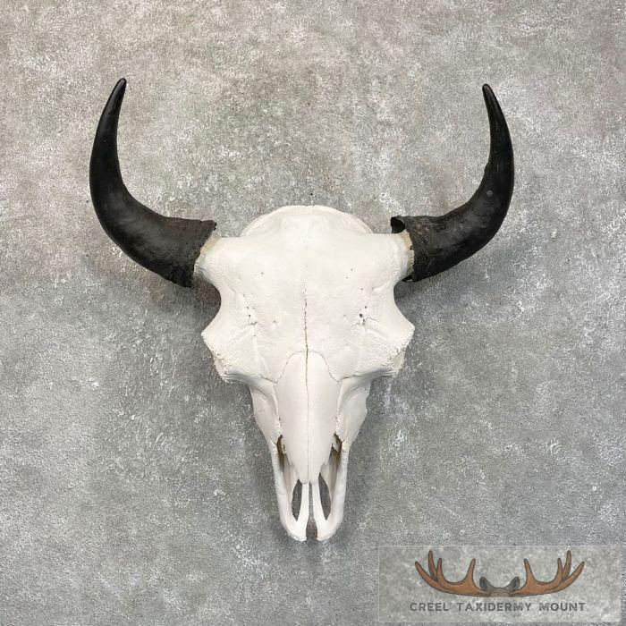 American Buffalo/Bison Skull Taxidermy Mount For Sale