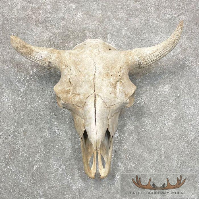 American Buffalo/Bison Skull Taxidermy Mount For Sale