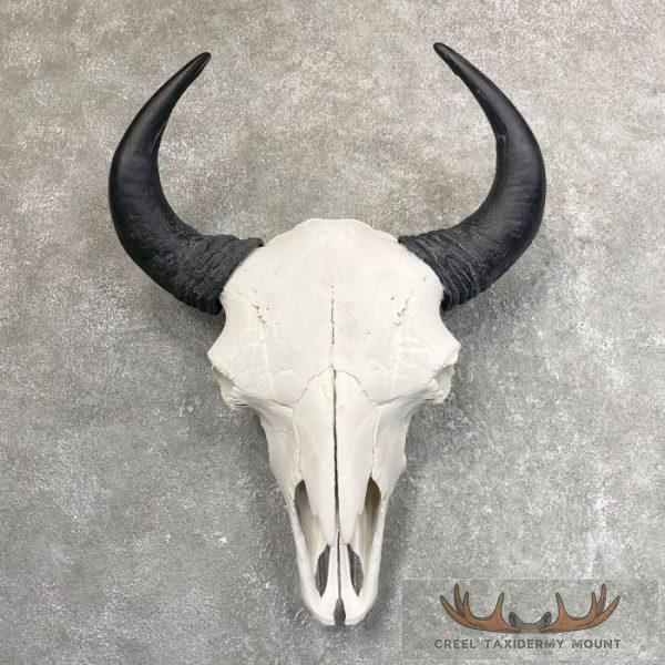 American Buffalo/Bison Skull Taxidermy Mount For Sale
