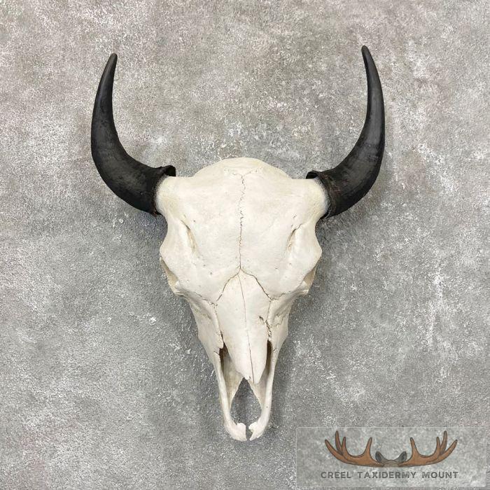 American Buffalo/Bison Skull Taxidermy Mount For Sale