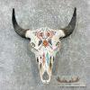 American Buffalo/Bison Skull Taxidermy Mount For Sale