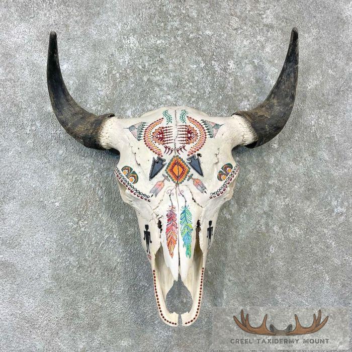 American Buffalo/Bison Skull Taxidermy Mount For Sale