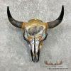 American Buffalo/Bison Skull Taxidermy Mount For Sale