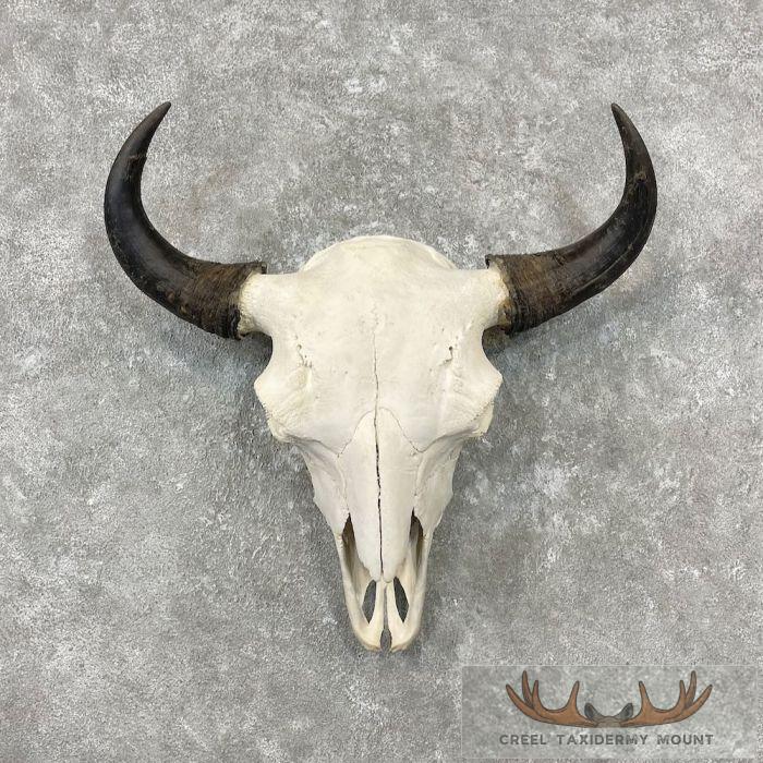American Buffalo/Bison Skull Taxidermy Mount For Sale