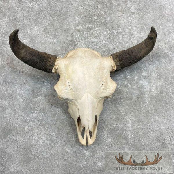 American Buffalo/Bison Skull Taxidermy Mount For Sale