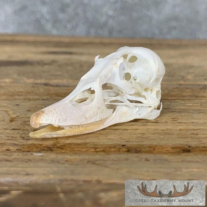 Bufflehead Duck Skull For Sale