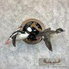Bufflehead Pair Taxidermy Duck Mount For Sale