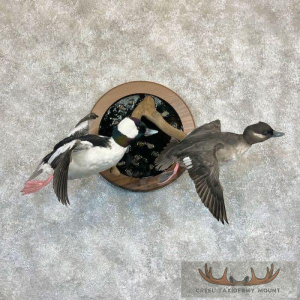 Bufflehead Pair Taxidermy Duck Mount For Sale