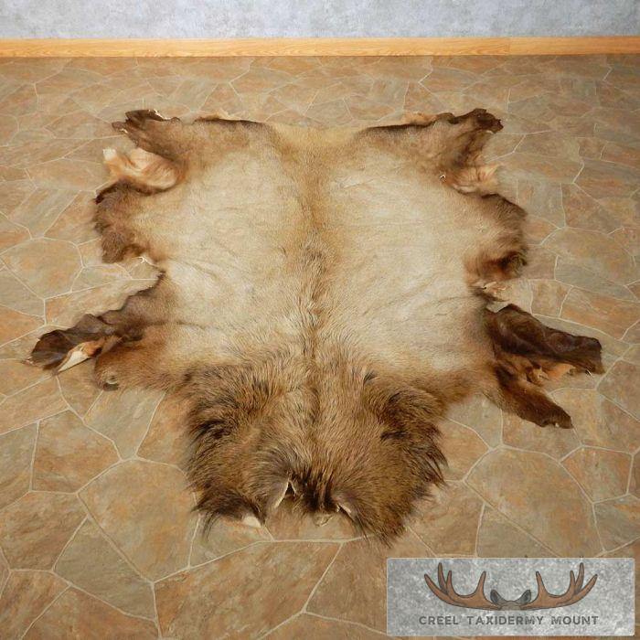 Bull Elk Hide Taxidermy Mount For Sale