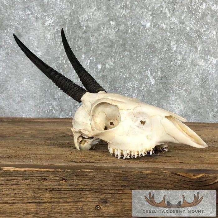 Bush Duiker Skull & Horn European Taxidermy Mount For Sale