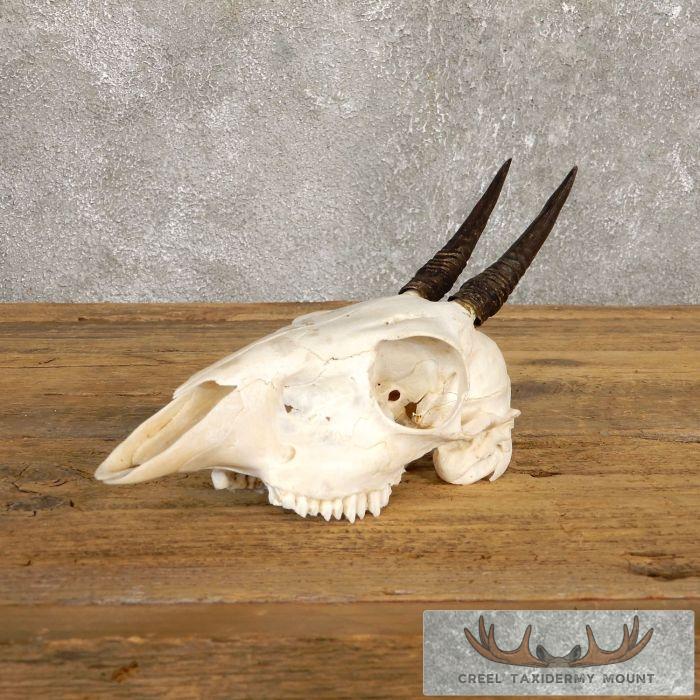 Bush Duiker Skull & Horn European Taxidermy Mount For Sale