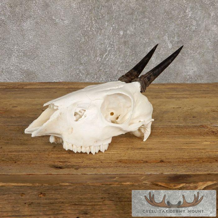Bush Duiker Skull & Horn European Taxidermy Mount For Sale