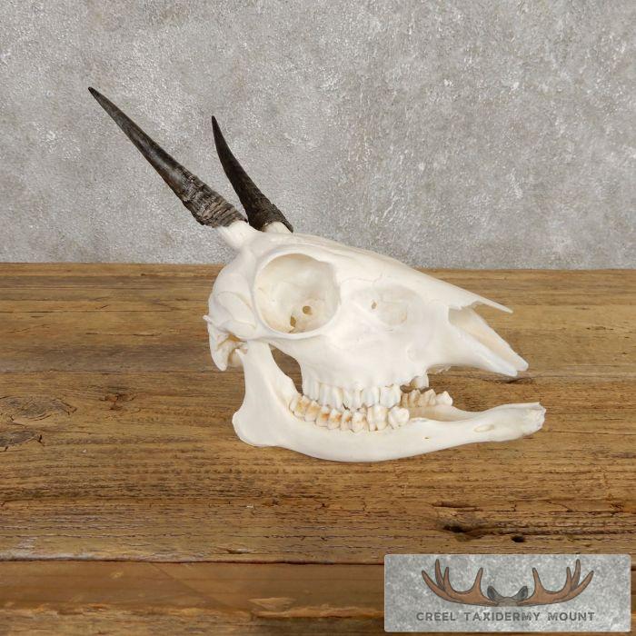 Bush Duiker Skull & Horn European Taxidermy Mount For Sale
