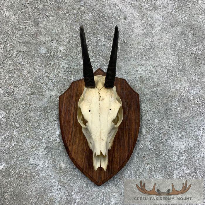 Bush Duiker Skull & Horn European Taxidermy Mount For Sale
