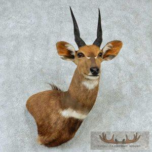 Cape Bushbuck Wall Pedestal Mount