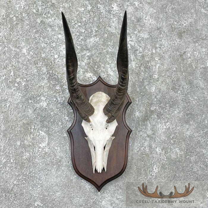 Bushbuck Skull & Horn European Taxidermy Mount For Sale