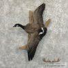 Cackling (Richardson's) Goose Taxidermy Bird Mount For Sale