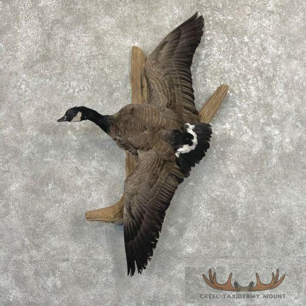 Cackling (Richardson's) Goose Taxidermy Bird Mount For Sale