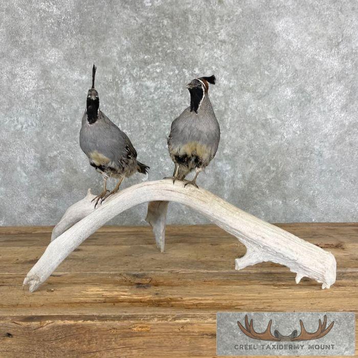 California Quail Pair Taxidermy Bird Mount For Sale