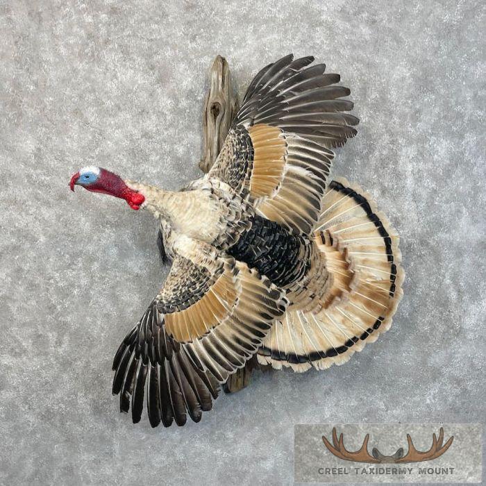 Cameo Turkey Taxidermy Bird Mount For Sale