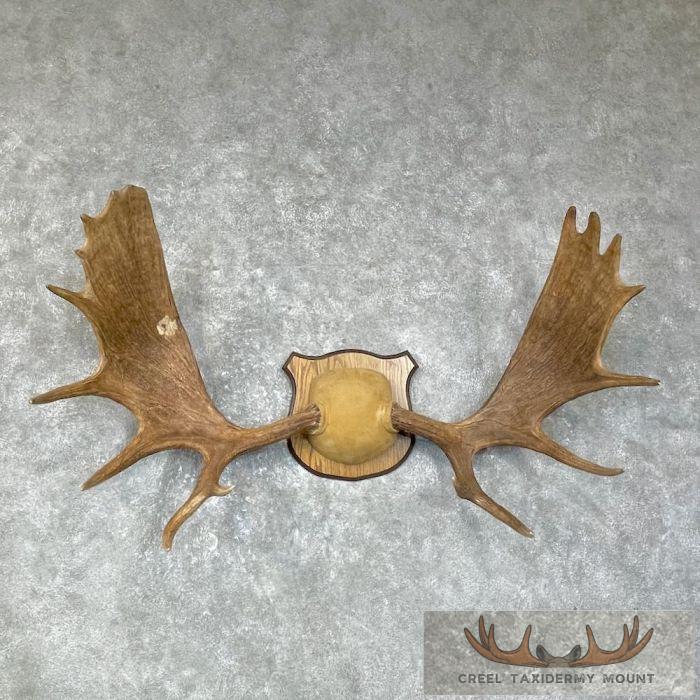 Canadian Moose Antler Taxidermy Plaque For Sale