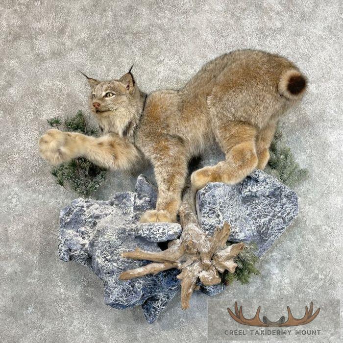 Canadian Lynx Life Size Taxidermy Mount For Sale