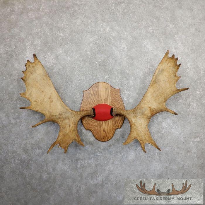 Canadian Moose Taxidermy Antler Plaque For Sale