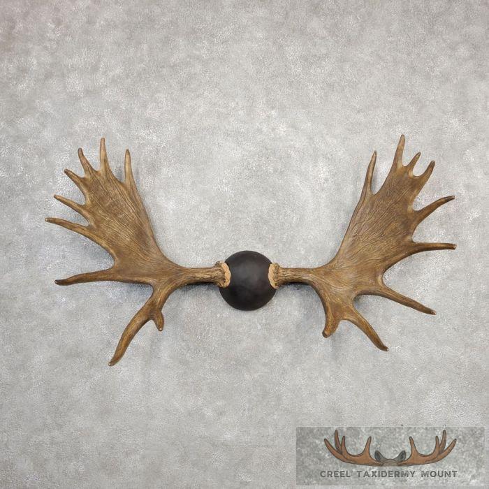 Canadian Moose Taxidermy Antler Plaque For Sale